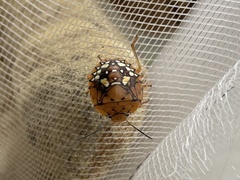 Chinavia marginata