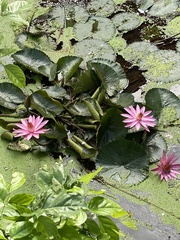 Nymphaea rubra