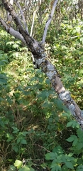 Xanthomendoza