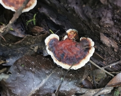 Heterobasidion annosum