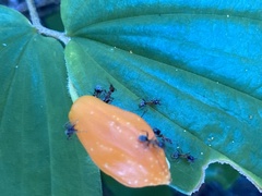 Liometopum occidentale