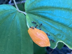 Liometopum occidentale