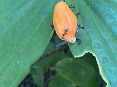 Liometopum occidentale