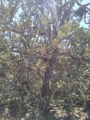 Banksia menziesii