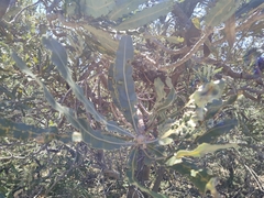 Banksia menziesii