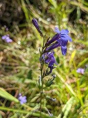 Lobelia batsonii