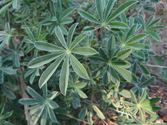 Lupinus rivularis