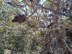 Banksia menziesii