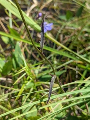 Lobelia batsonii