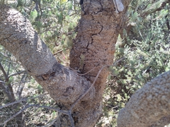 Banksia menziesii