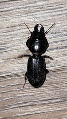 Scarites subterraneus