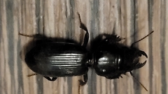 Scarites subterraneus