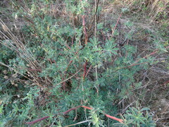 Lupinus rivularis