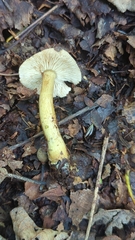 Tricholoma odorum