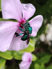 Euglossa