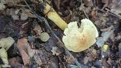 Tricholoma odorum