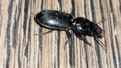 Scarites subterraneus
