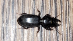 Scarites subterraneus