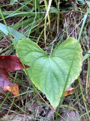 Viola pubescens