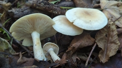 Clitocybe