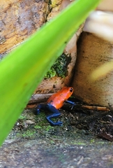 Oophaga pumilio