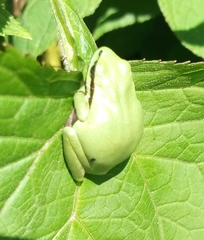 Hyla