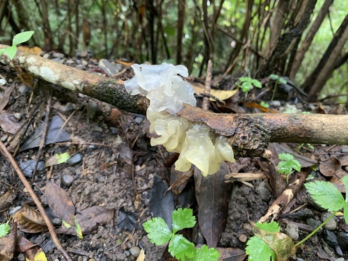 Tremella fuciformis