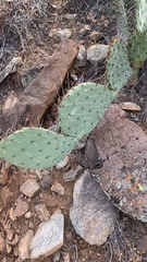 Opuntia engelmannii