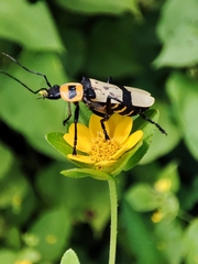 Chauliognathus nigrocinctus