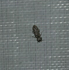 Lichenophanes bicornis