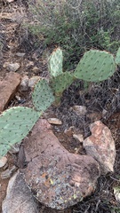 Opuntia engelmannii