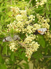 Serjania brachycarpa