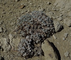 Eriogonum caespitosum