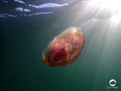 Pseudorhiza haeckeli