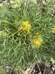 Isopogon ceratophyllus