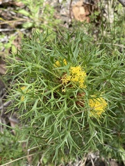Isopogon ceratophyllus