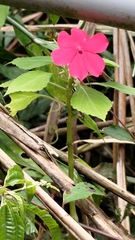 Impatiens walleriana