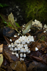 Coprinellus disseminatus