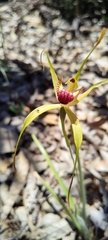 Caladenia paludosa