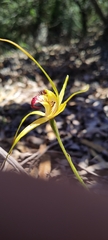Caladenia paludosa