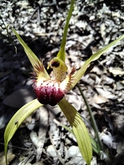 Caladenia paludosa