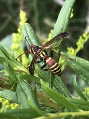 Polistes dorsalis