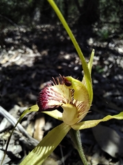 Caladenia paludosa
