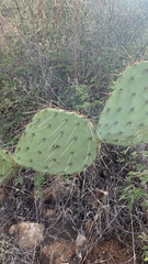 Opuntia engelmannii