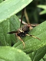Polistes dorsalis