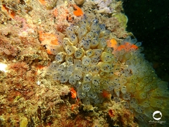 Clavelina moluccensis