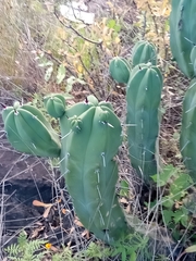 Myrtillocactus geometrizans