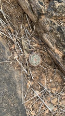 Mammillaria grahamii