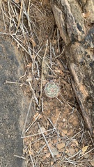 Mammillaria grahamii