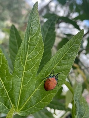 Tectocoris diophthalmus